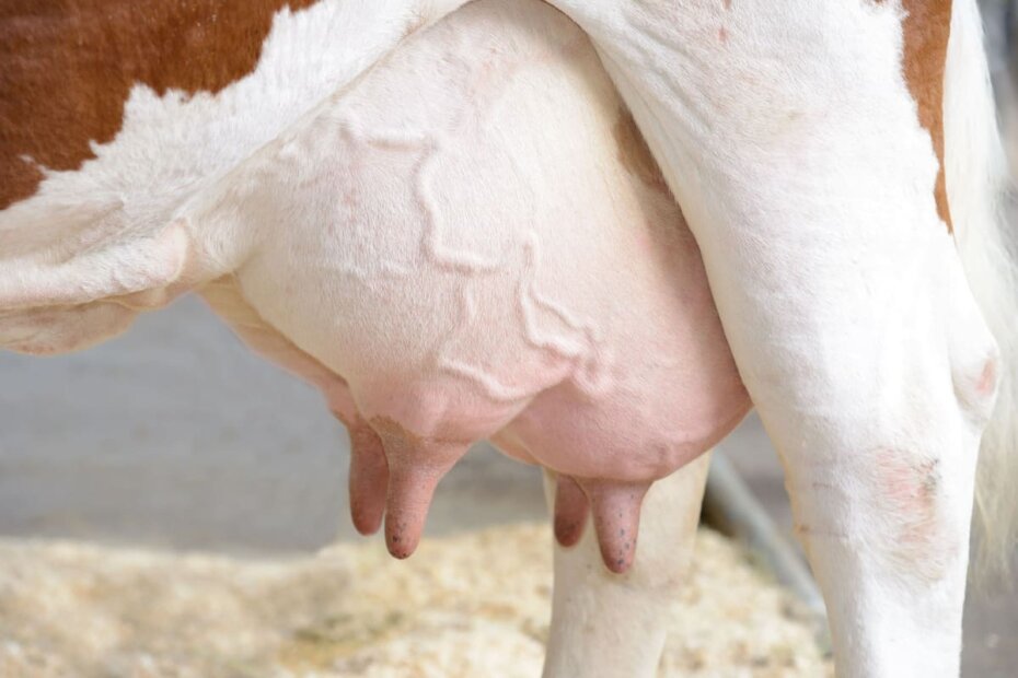 7 dicas importantes para aumentar a produção de leite