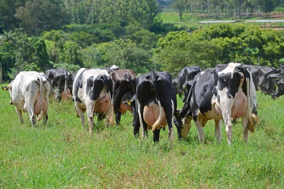Escore de fezes de bovinos leiteiros: como avaliar?