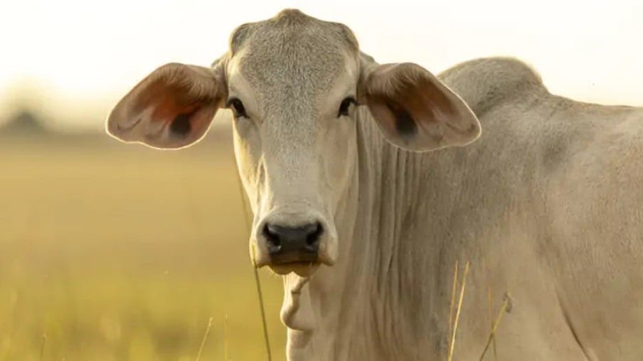 Preços do boi gordo avançam no Brasil; entenda