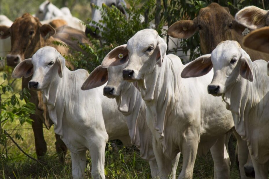 A foto mostra alguns bovinos