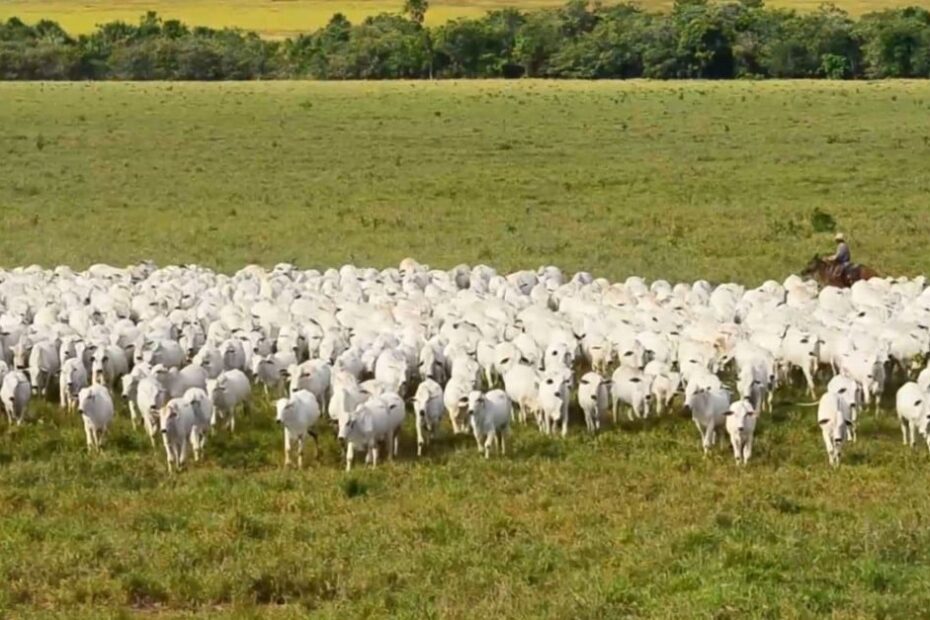Brasil deverá bater recorde em produção de carne em 2024