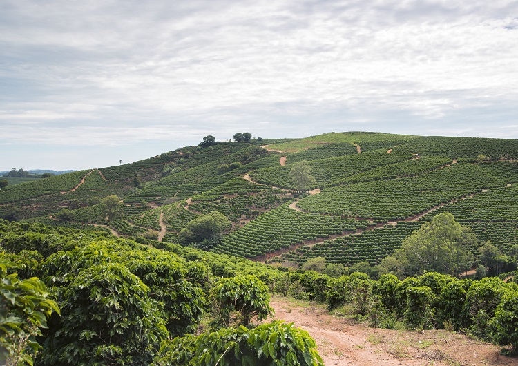 Cafe arabica prospera com clima ideal