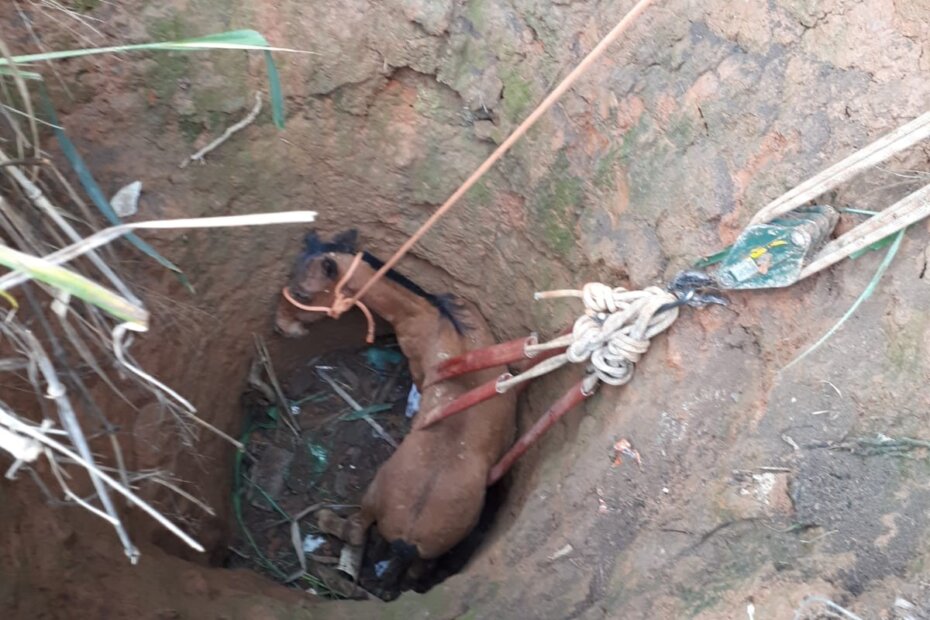 Cavalo cai em cisterna e é resgatado por bombeiros em Bocaiuva | Grande Minas