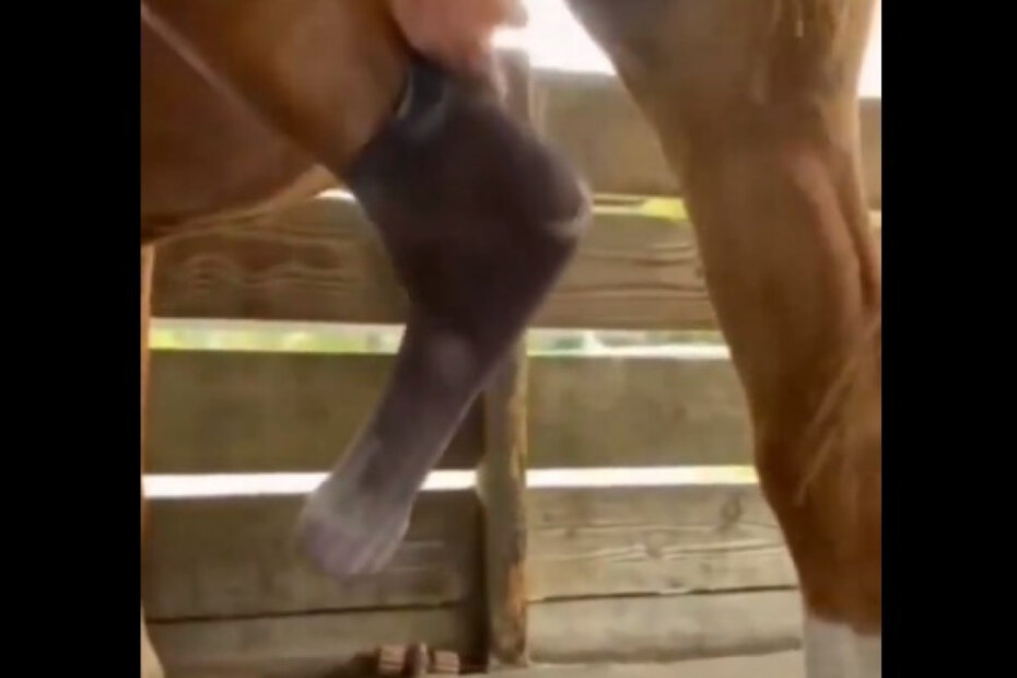 Cavalo volta a galopar graças a prótese