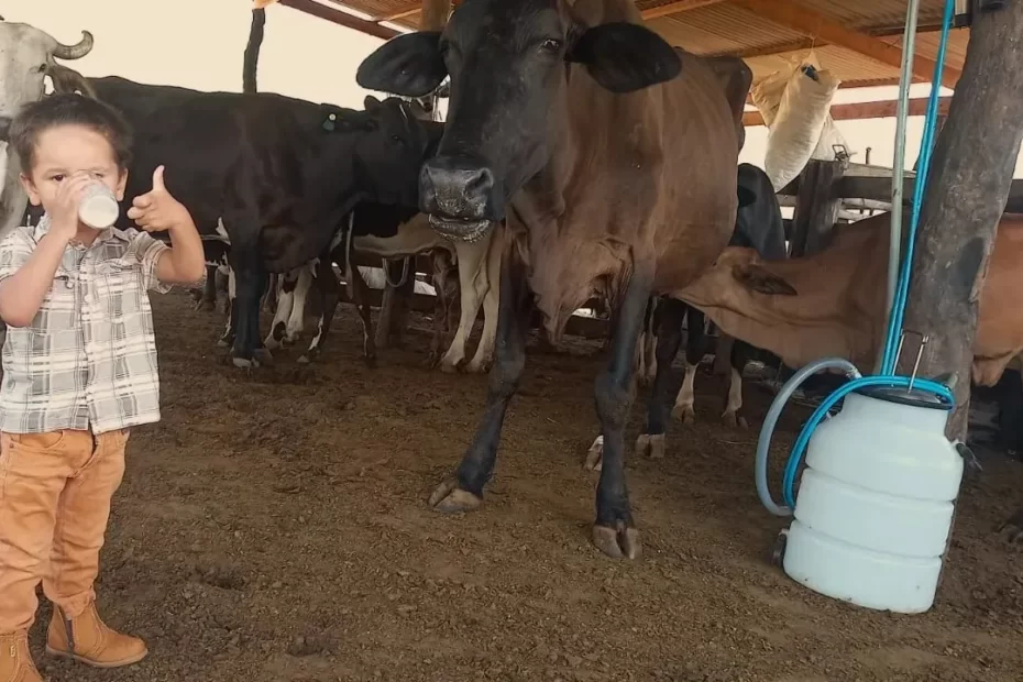 Com suporte técnico, criança intolerante à lactose consome leite de vacas