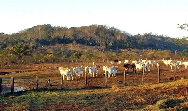 Pecuária é principal vetor de derrubada de vegetação na América do Sul — Blog Edenevaldo Alves