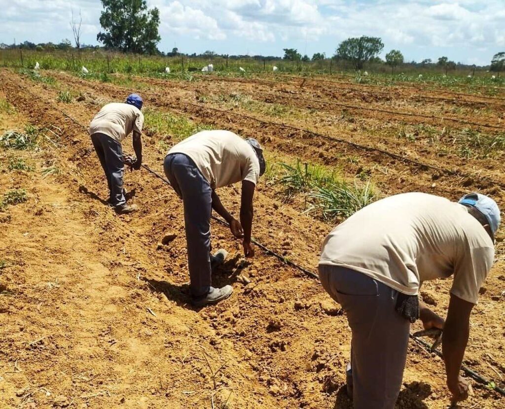 Detentos abraçam oportunidade de trabalhar em fazendas experimentais