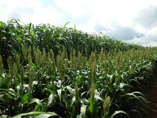 Área cultivada com milho consorciado com sorgo granífero. (Foto: Divulgação)