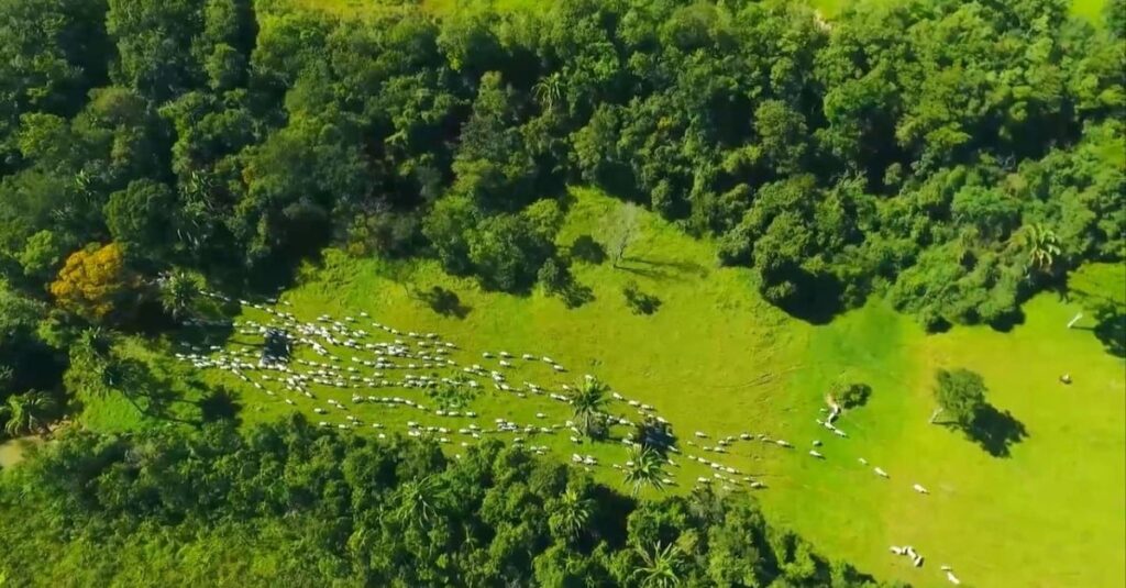 Escritório Verde no Acre ajuda positivar metade das 180 fazendas atendidas 