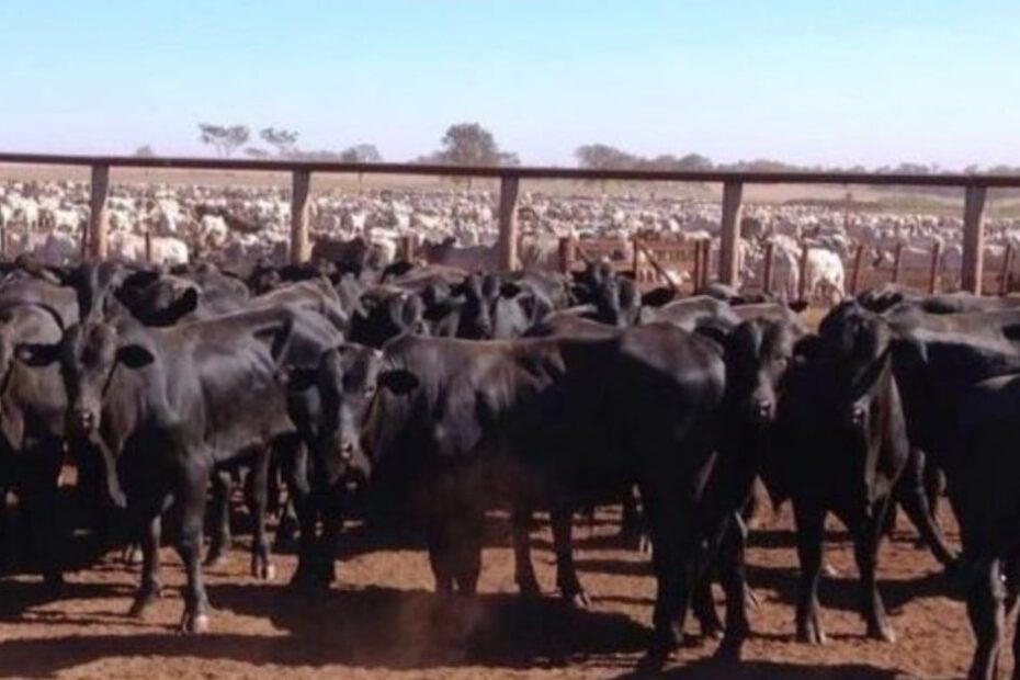 Confinamento de bovinos fica estável pela primeira vez desde 2015