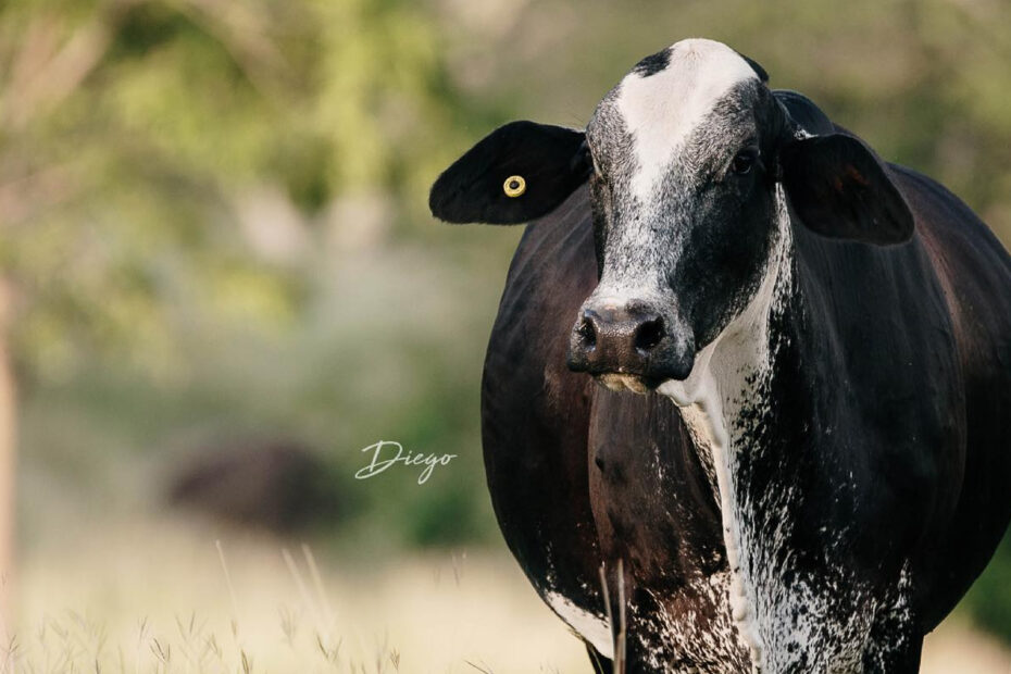 Nova raça de vacas, que utiliza Girolando, produz até 20 vezes mais leite — CompreRural
