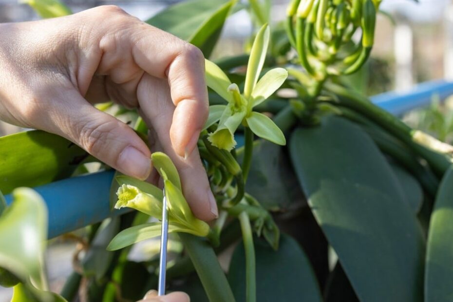 Embrapa lança livro digital sobre cultivo e manejo da especiaria