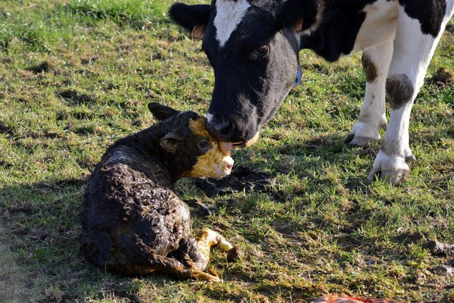 O que devo saber sobre o neonato bovino