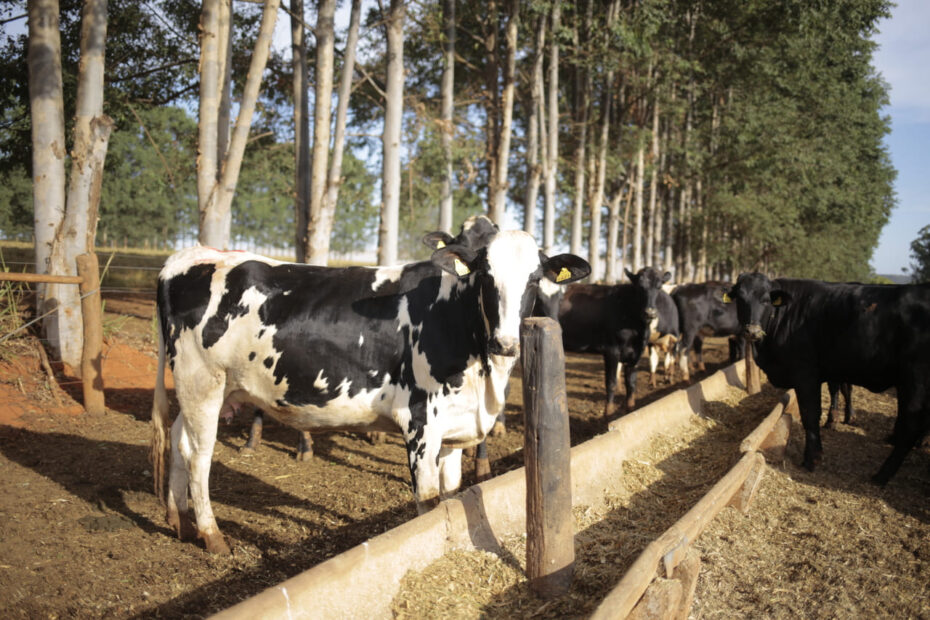 Integração Lavoura-Pecuária-Floresta na pecuária leiteira