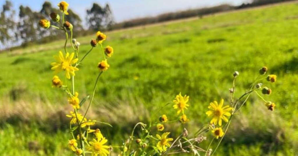 Pesquisa calcula infestação de planta tóxica em município do Rio Grande do Sul • Portal DBO