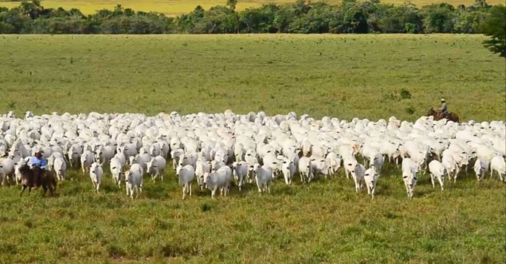 As novidades que estão por vir na indústria da carne bovina para se tornar cada vez mais sustentável