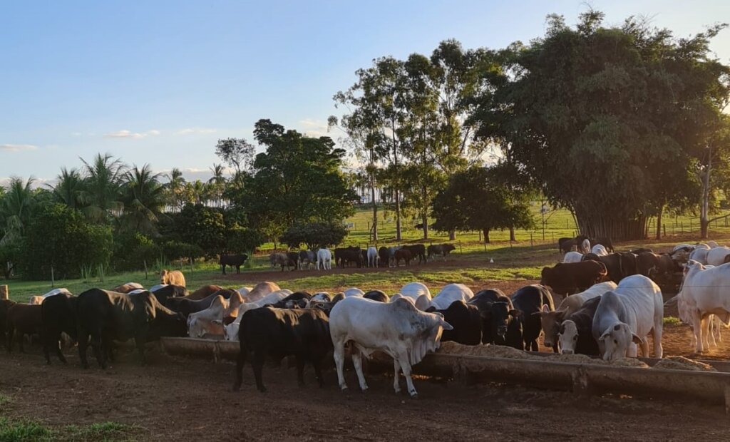 Intensificação na pecuária de corte com recria intensiva e confinamento gera lucro de R$ 400 por animal confinado