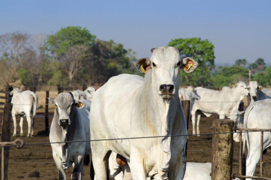 A importância do manejo sanitário para um rebanho bovino saudável