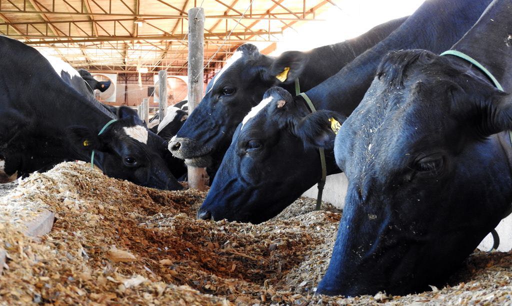 Aditivos na dieta de bovinos leiteiros