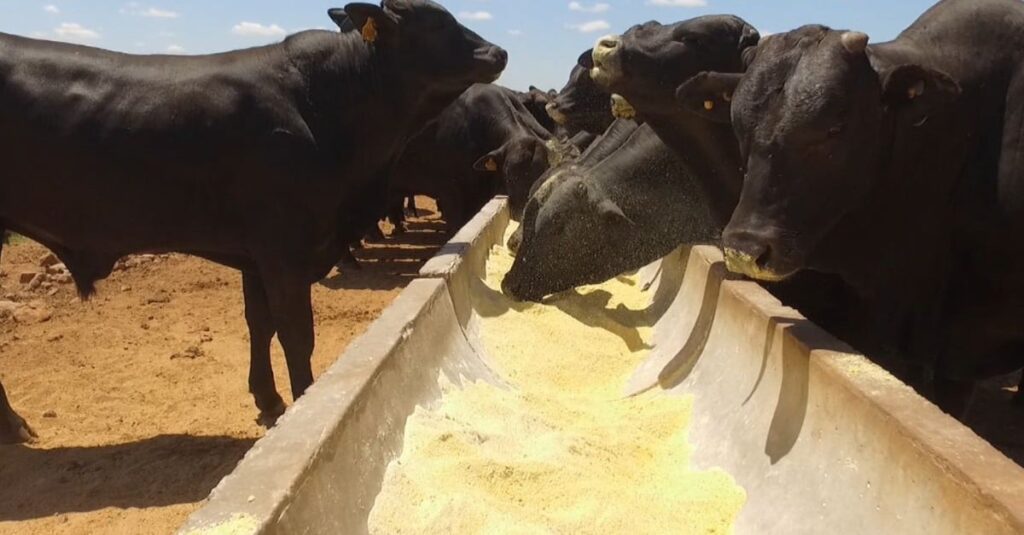 Bovino de carne premium: que tipo ou categoria de animal é mais eficiente no cocho?