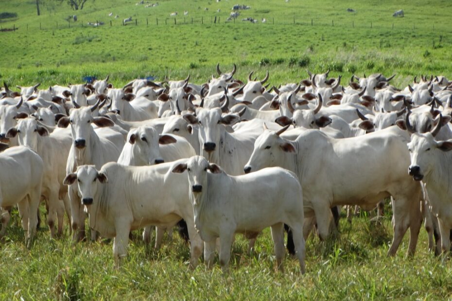 Escassez de bovinos impulsiona ajustes positivos no mercado - A Gazeta News