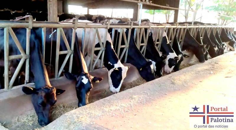 Testada em modelo silvipastoril, solução barata ajuda na adaptação da pecuária de leite à crise climática