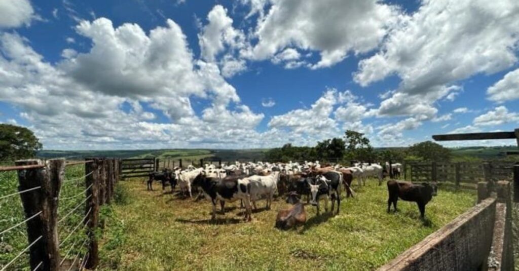 Você viu? Bezerros nelore nascendo com cor na fazenda