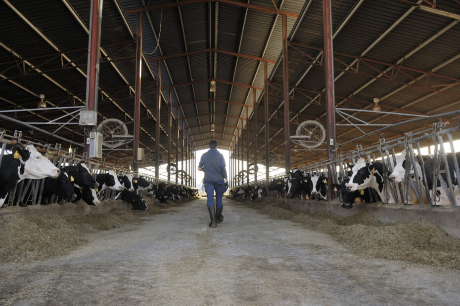 Planejamento e gestão na pecuária leiteira: prepare-se para o futuro