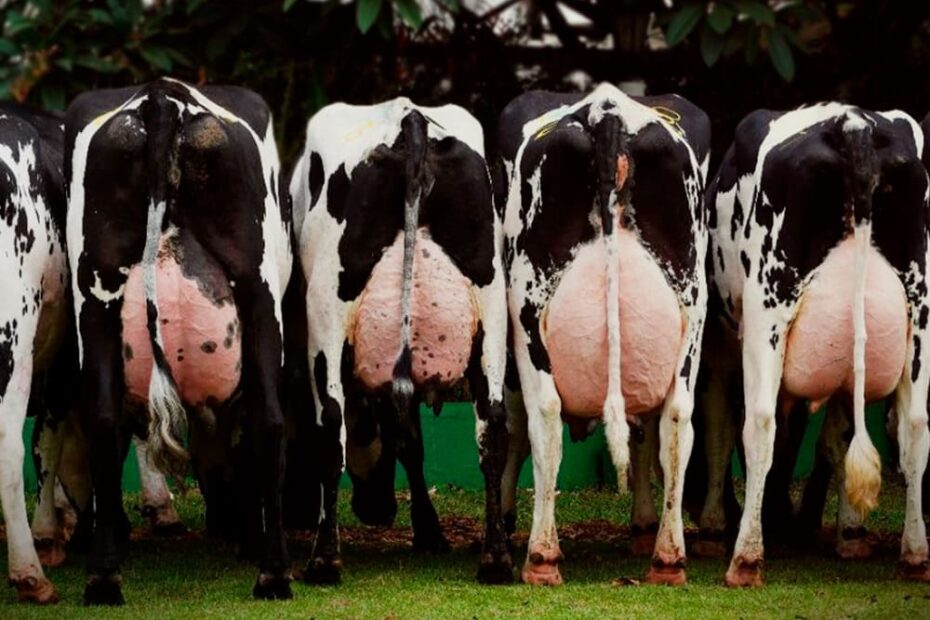Escore de condição corporal em vacas leiteiras: saiba os impactos