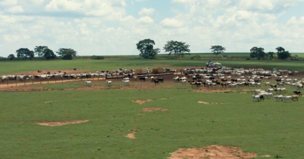 Segredo por trás do enorme sucesso do maior confinamento de bovinos do Brasil está na recria