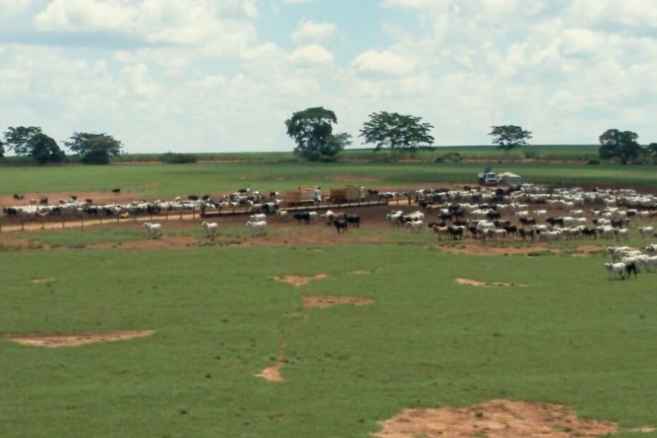 Segredo por trás do enorme sucesso do maior confinamento de bovinos do Brasil está na recria