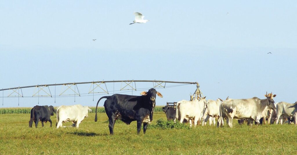 PIB do agro cai no 3º trimestre e acumula baixa de 0,91% em 2023 • Portal DBO