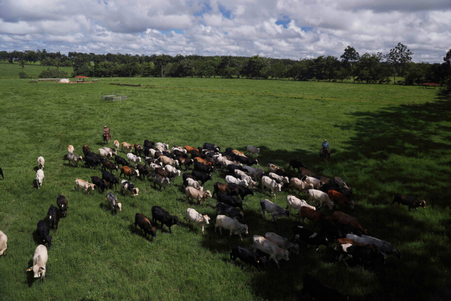 Emissão de gases pela pecuária é menor que o divulgado, diz estudo - 04/12/2023 - Vaivém