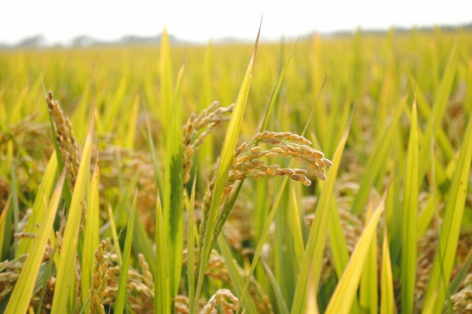 Potencial produtivo do arroz pode sofrer perdas