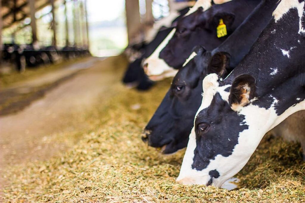Intestino permeável e o custo da inflamação em vacas de leite