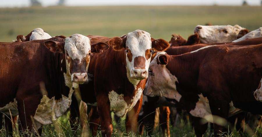 Planta tóxica mata até 42 mil cabeças de gado por ano no Rio Grande do Sul