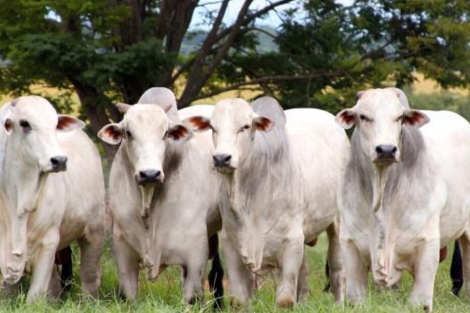 Arroba do boi gordo no Brasil: preços seguem em alta