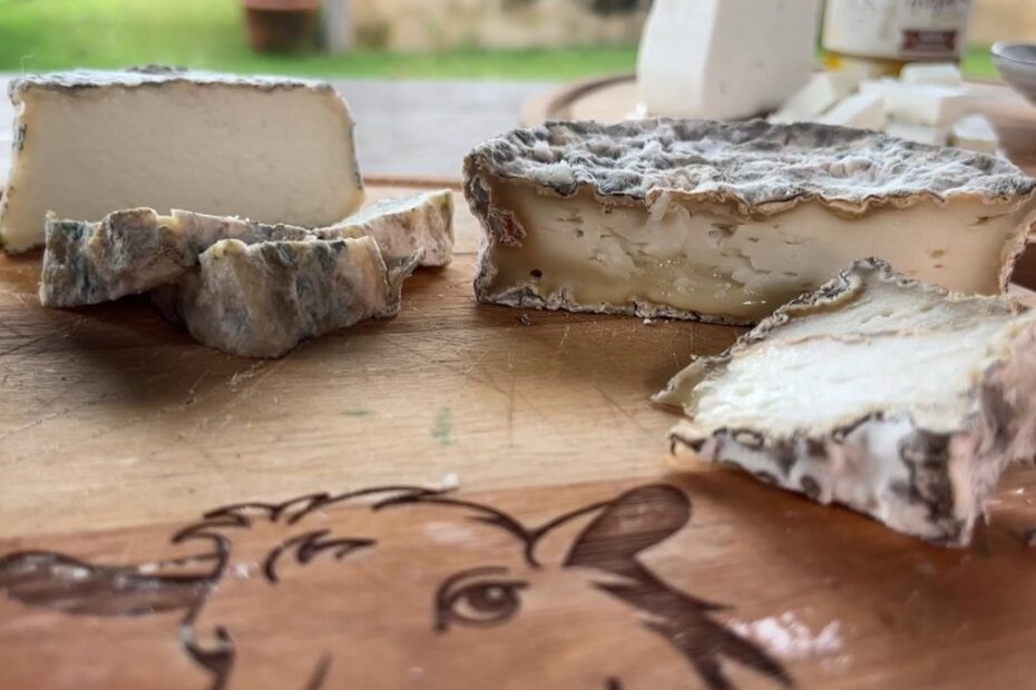 Queijeiros produzem queijos especiais com leite de ovelhas e cabras | Nosso Campo