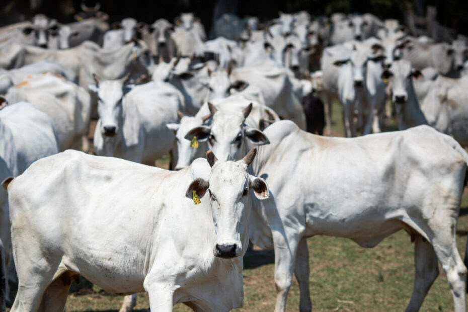 Abate de bovinos bate recorde em 2023, segundo IBGE 