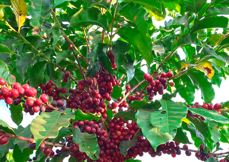 Recorde Sudeste lidera 86 producao cafe
