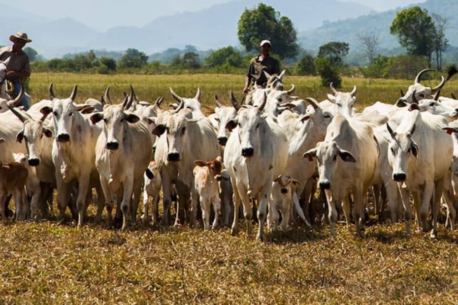Recorde de abates de bovinos 2023 e perspectivas para 2024