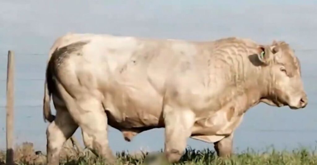 Macho meio-sangue Charolês e Marchigiana pode cobrir bem vacas Nelore no ES?