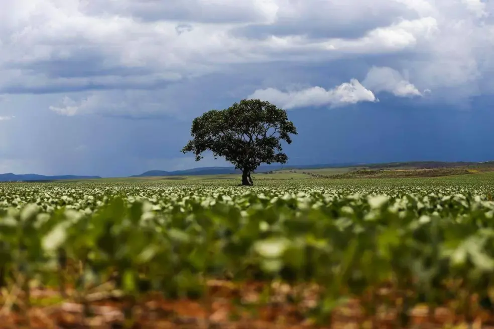 São Desidério cai duas posições no valor gerado pela agropecuária