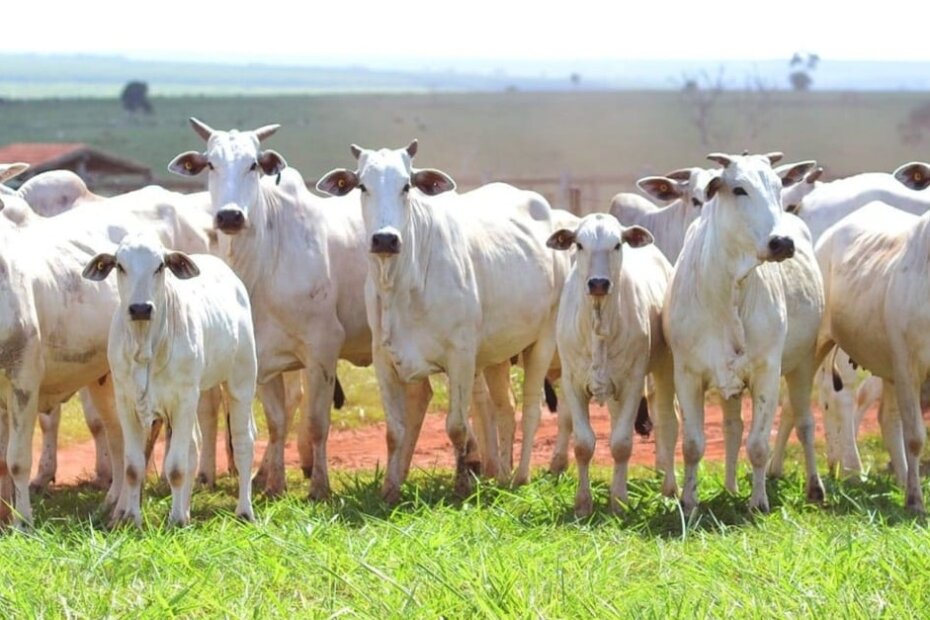 Descubra o segredo da condição da vaca parida para garantir boi gordo no confinamento