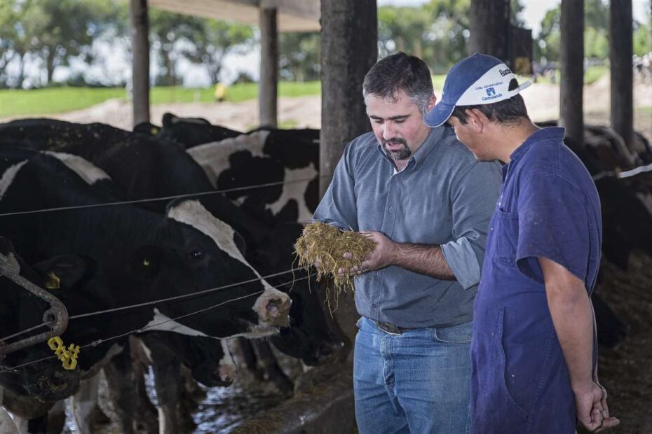 Silagem de milho: o que monitorar para o melhor desempenho das vacas?