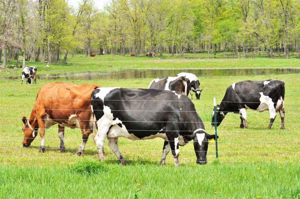 Clima, forragem e leite: o futuro da produção agropecuária