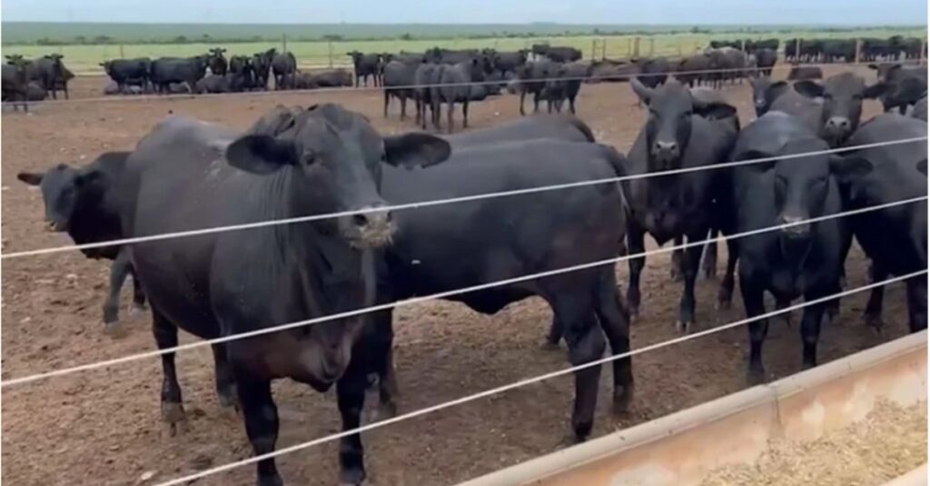 Você viu? Ultratecnologia faz novilhas angus desmamadas aos 60 dias chegar a quase 15 arrobas