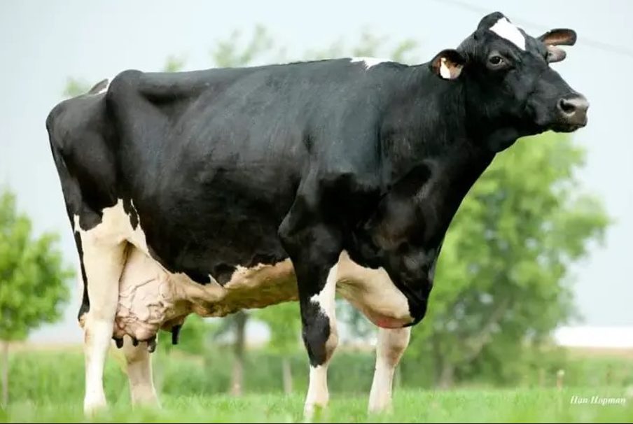 Vaca com maior produção de leite do mundo atingiu 216.891 kg de leite — CompreRural