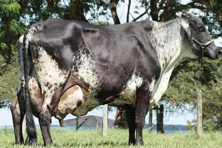 Mãe de 227 filhos e 3ª maior produtora de leite do mundo: morre vaca 'xodó' da pecuária brasileira | Triângulo Mineiro