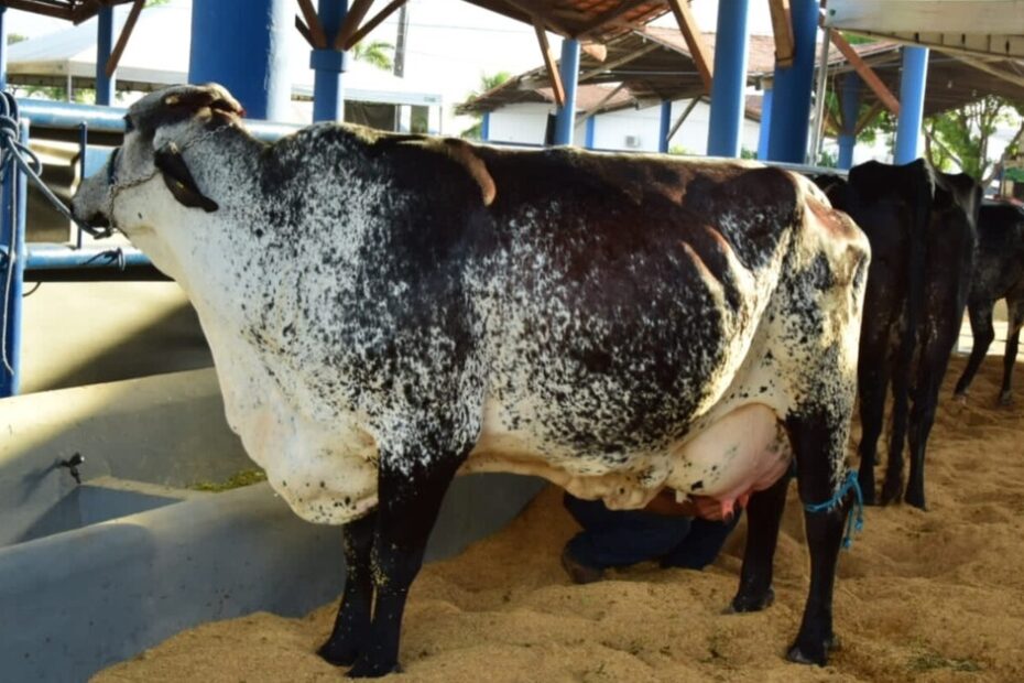 Vacas produzem em média 40 kg de leite por dia em competição